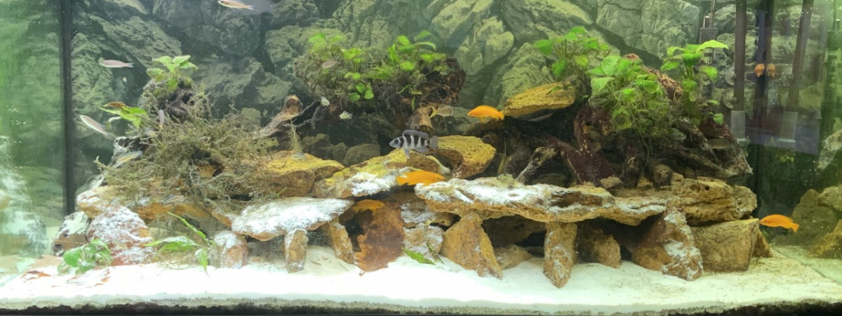 aquarium Tanganyika