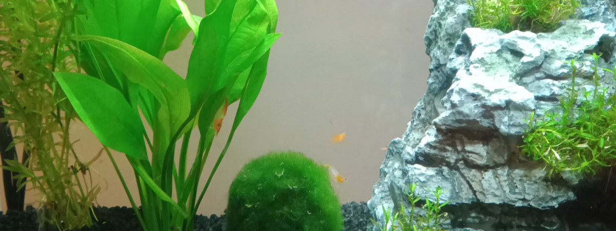 aquarium Rili Mountain