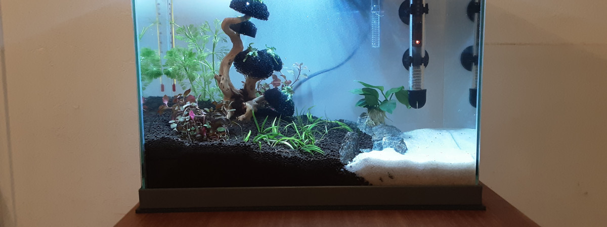 aquarium Betta