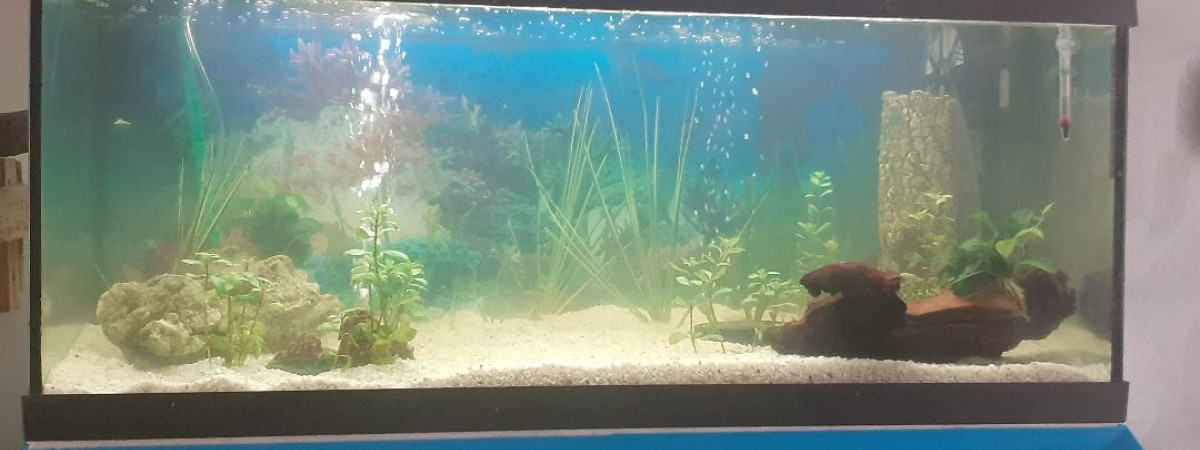 aquarium zen