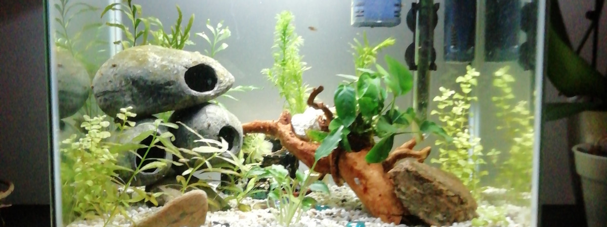 aquarium 1er aquarium