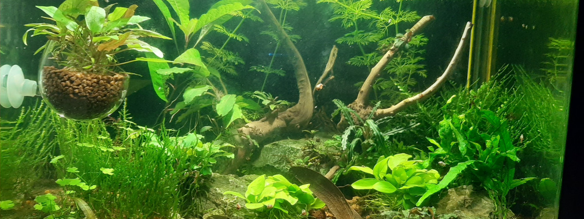 aquarium Rilis Orange et Bucéphalandras