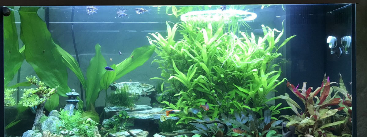 aquarium Rio 125 Salon