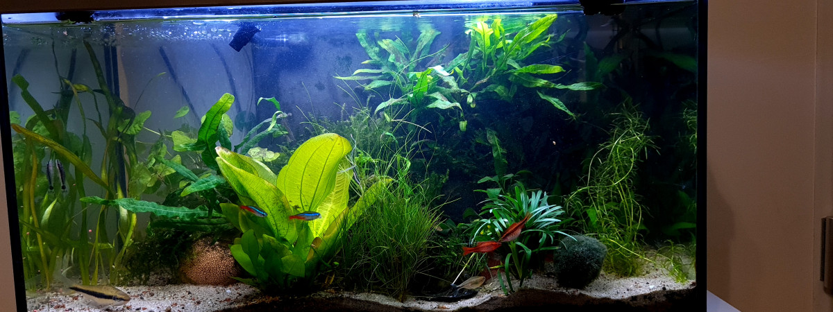 aquarium 60l