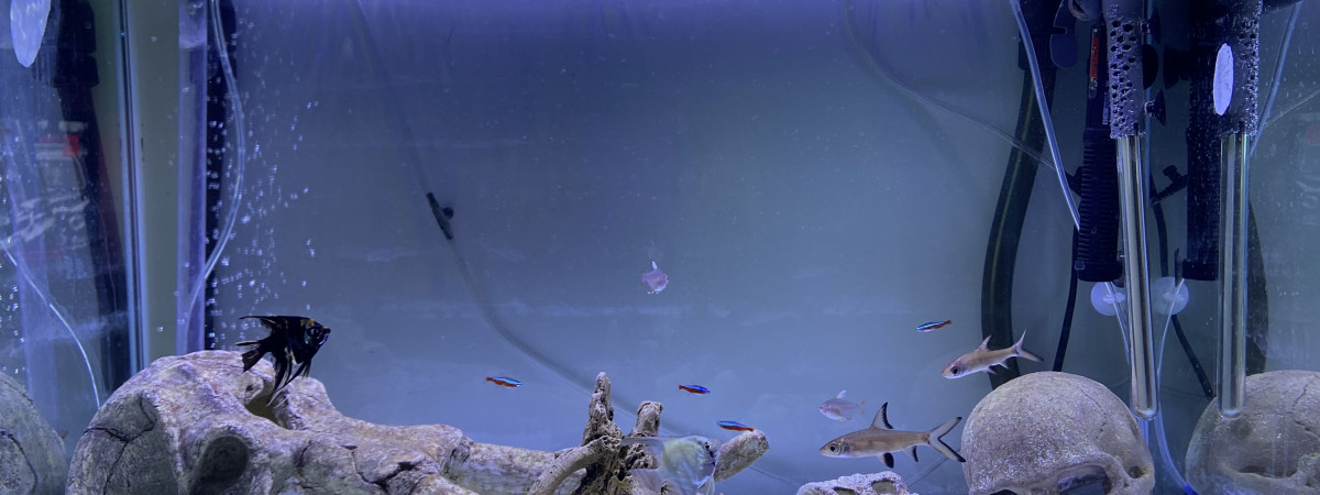 aquarium Light