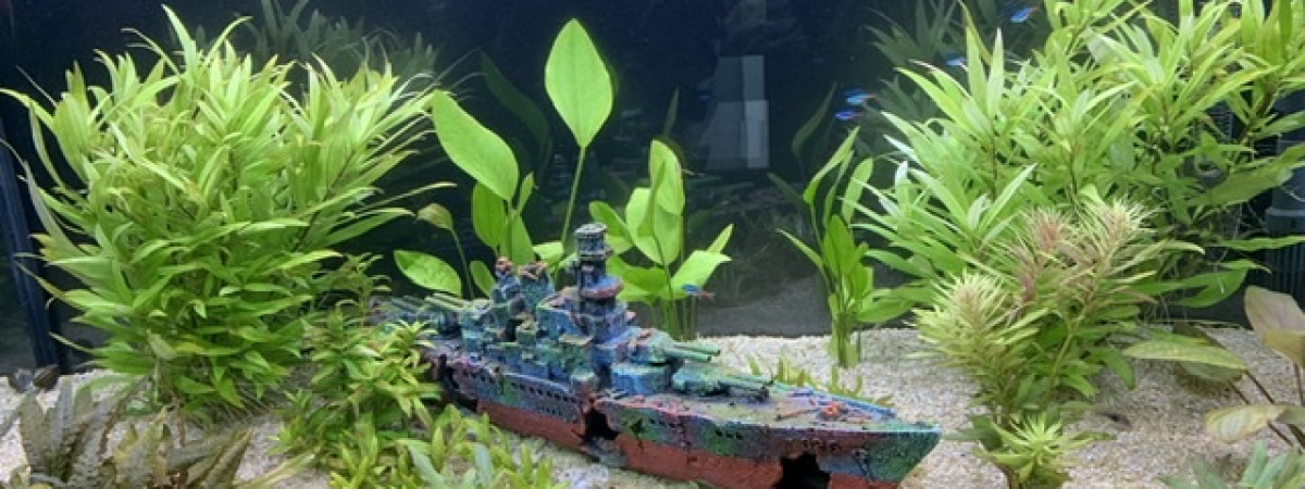 aquarium Aquarium 2