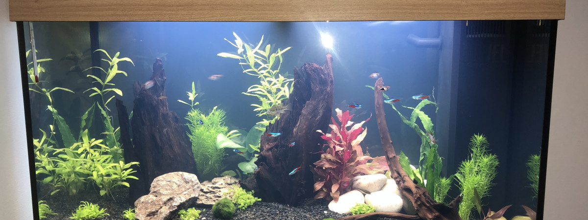 aquarium Aquarium