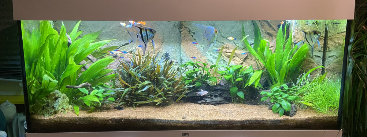aquarium Aquarium 240L  communautaire