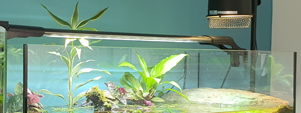 aquarium Tortue 100 litres