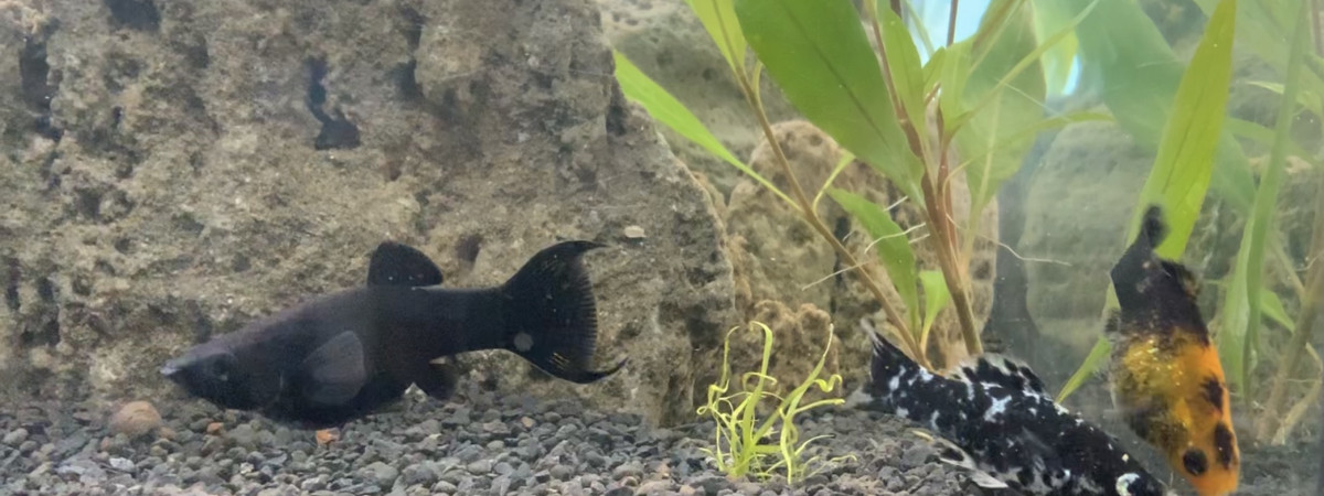 aquarium 200 litre mollys