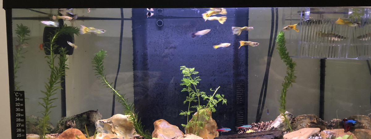 aquarium Le restaurant de morty