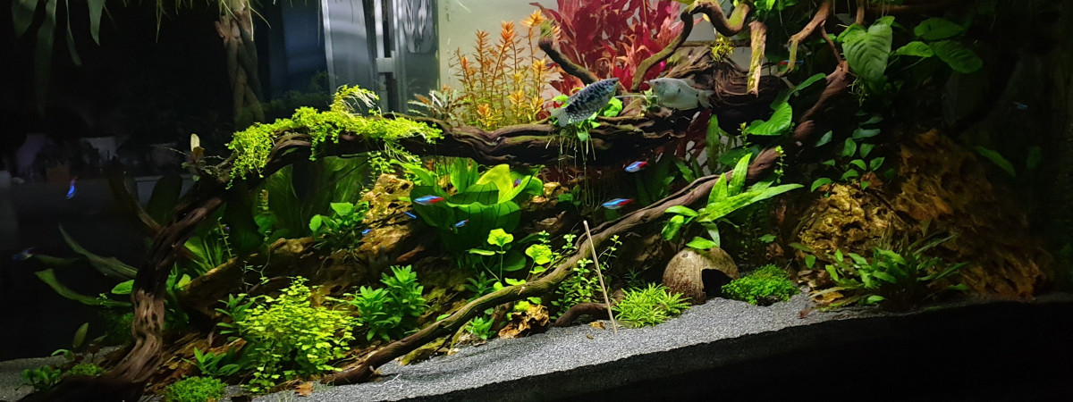 aquarium Universalis