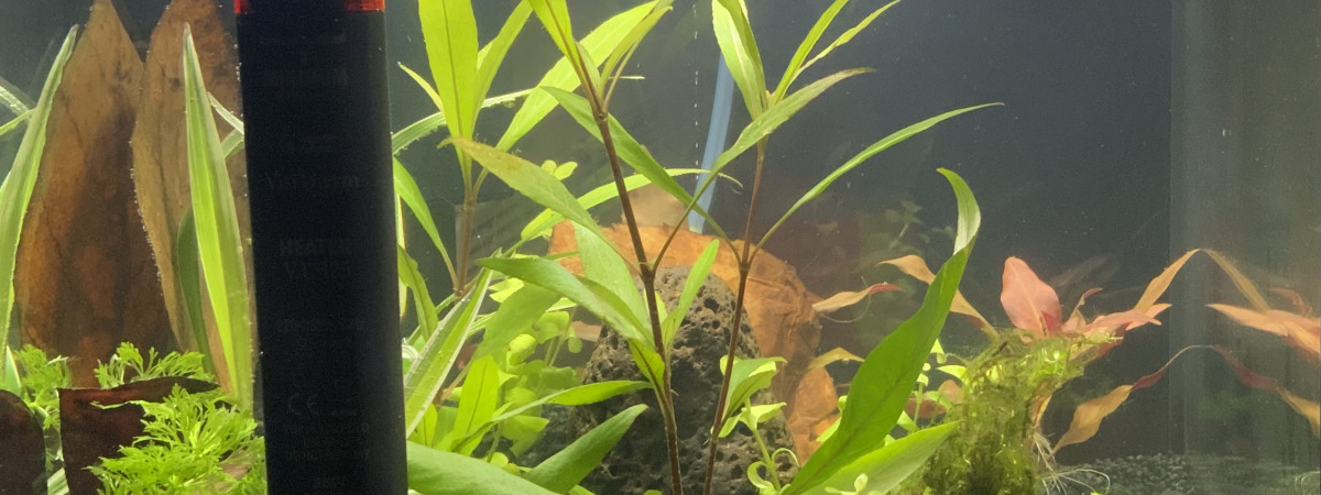 aquarium Bêta 30 litre