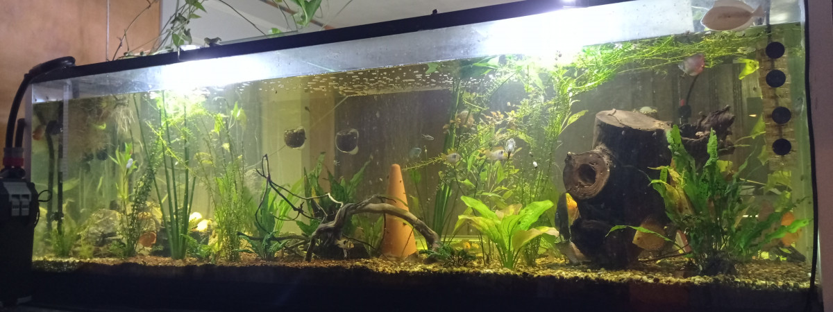 aquarium Discusium
