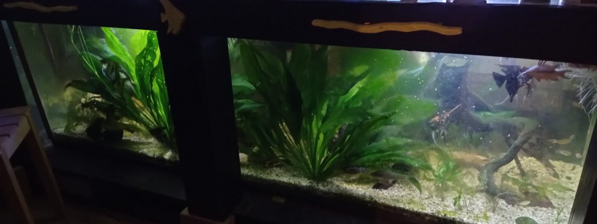 aquarium Scalairium