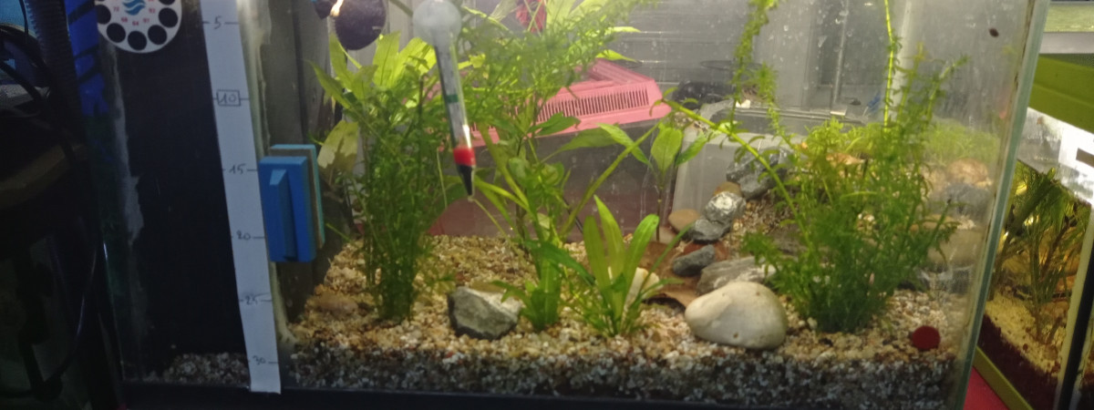 aquarium Bac quarantaine