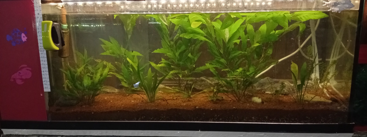 aquarium Guppyum