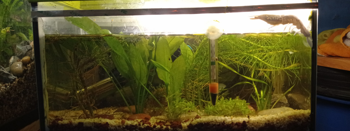 aquarium Crevettium