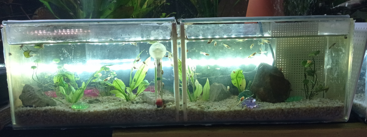aquarium Alvinium