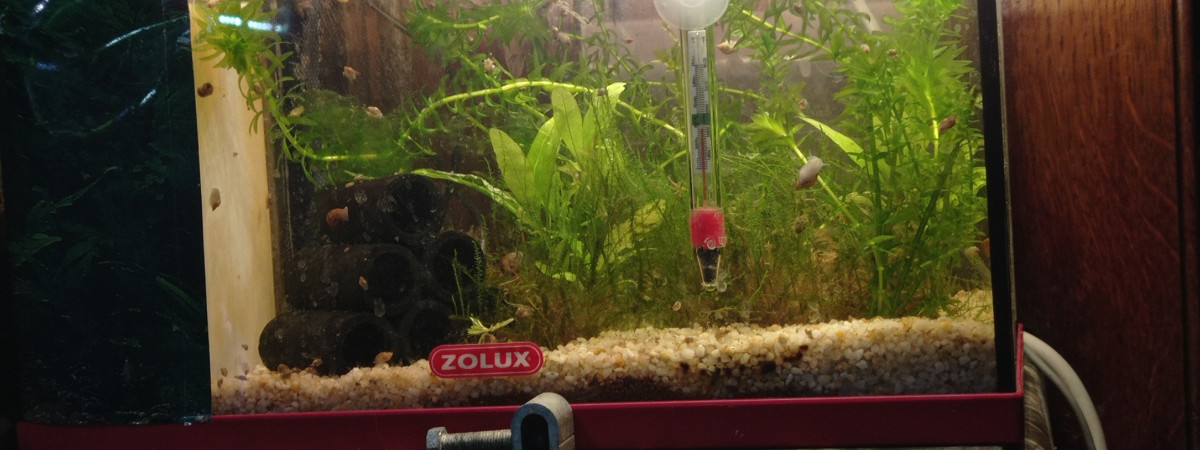 aquarium Elevagium