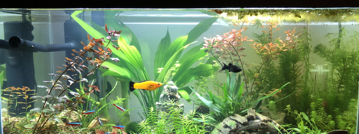 aquarium ThoMyl