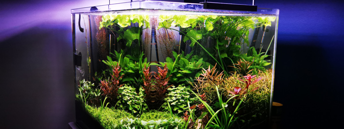 aquarium 1er aquascape