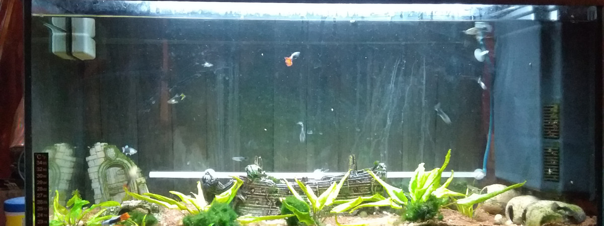 aquarium Principal