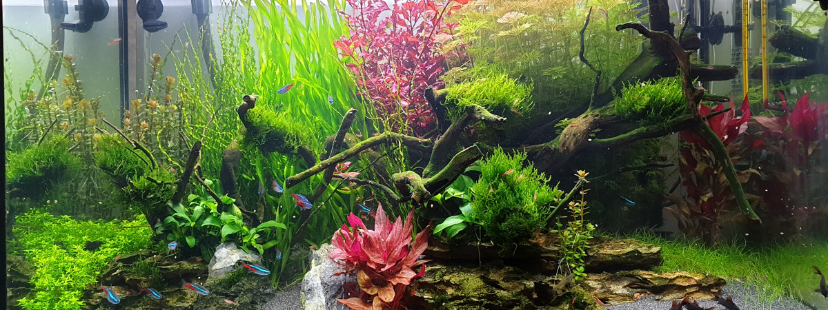 aquarium Schtroumpf Party