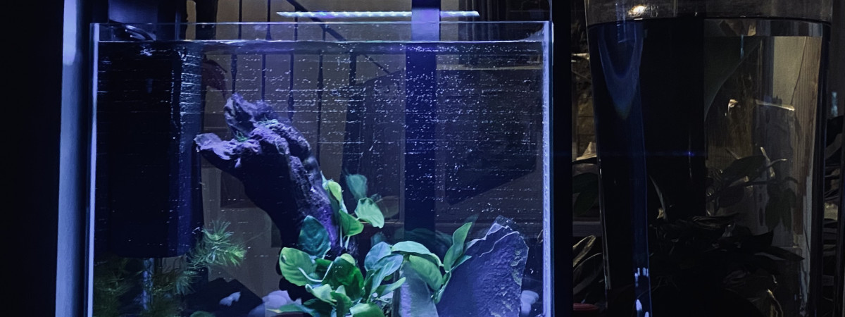 aquarium Combattant du Siam