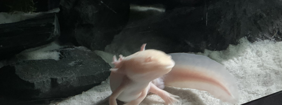 aquarium dragon mexicain