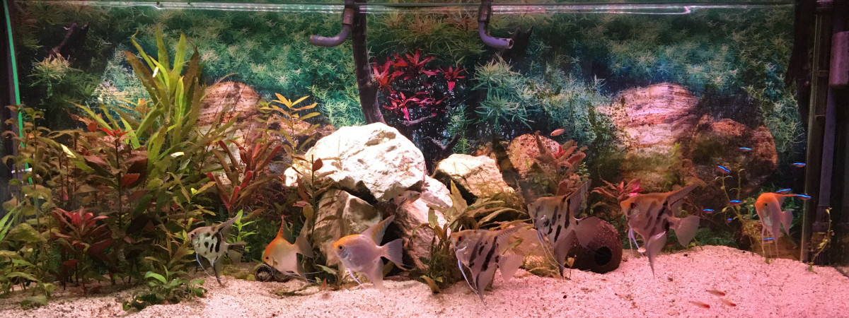 aquarium amazonien
