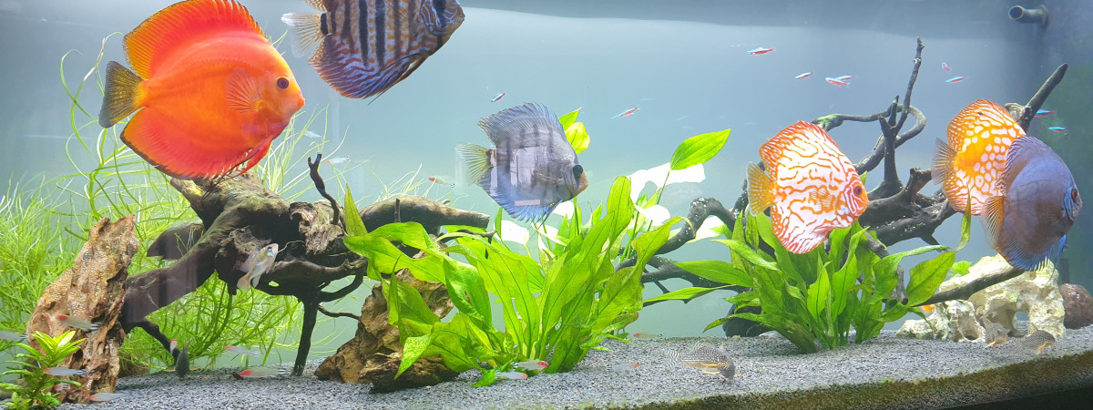 aquarium amazonie