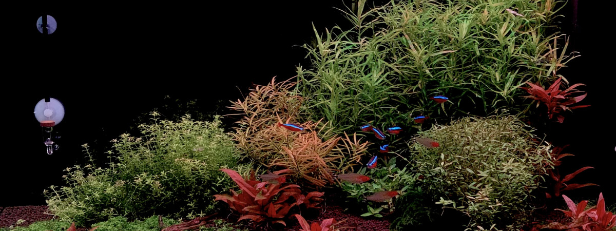 aquarium Juwel Rio 125