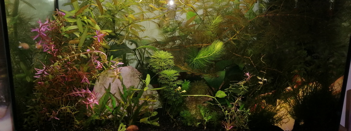 aquarium Bac 60l