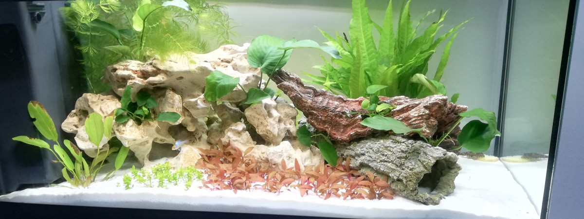 aquarium Aquarium eau douce
