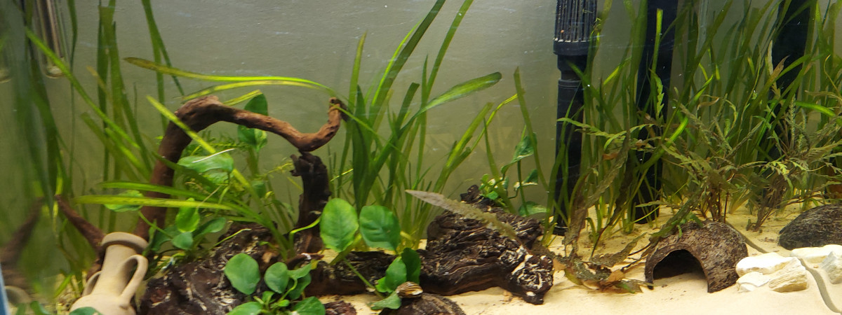 aquarium She