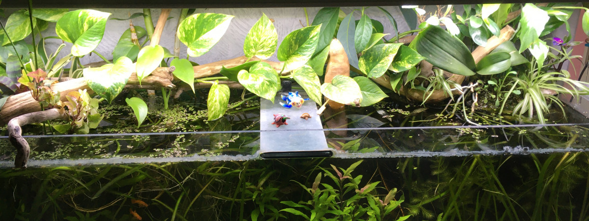 aquarium Low tech 240l