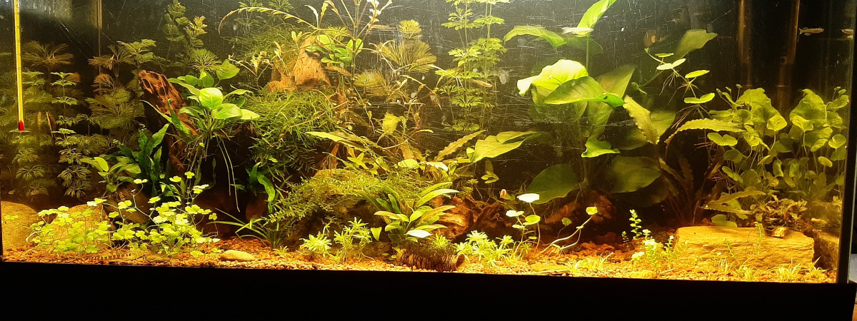aquarium Nouvel aqua