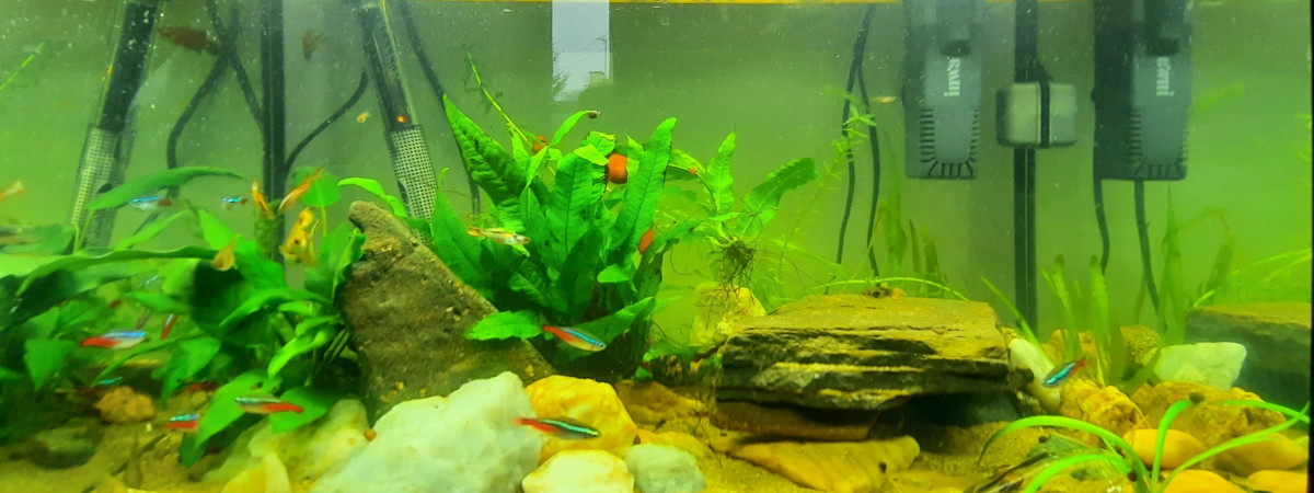 aquarium sandbox