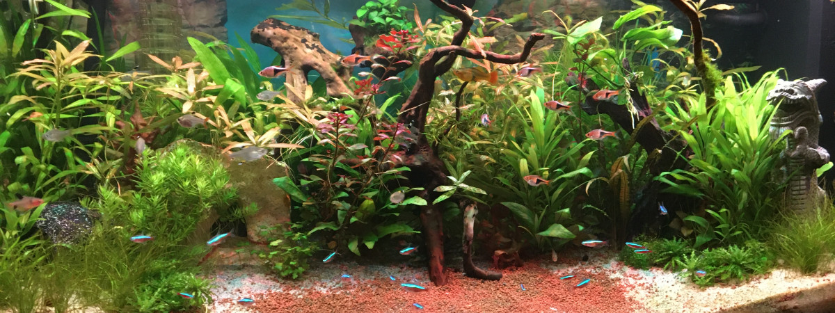 aquarium Communautaire