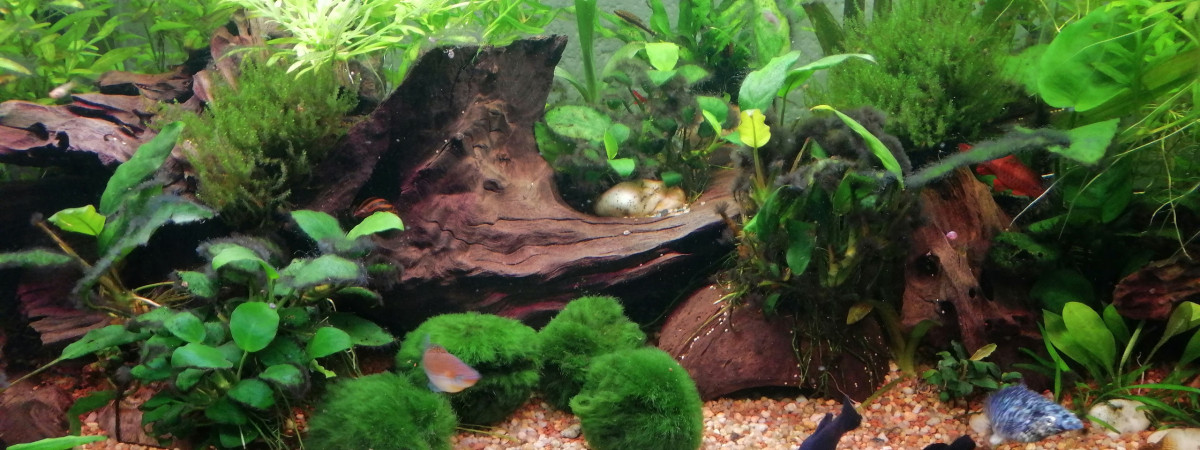 aquarium 80 litres