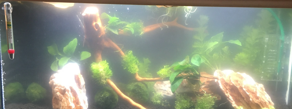 aquarium Mon bac 60 litres Betta amanos et escargots