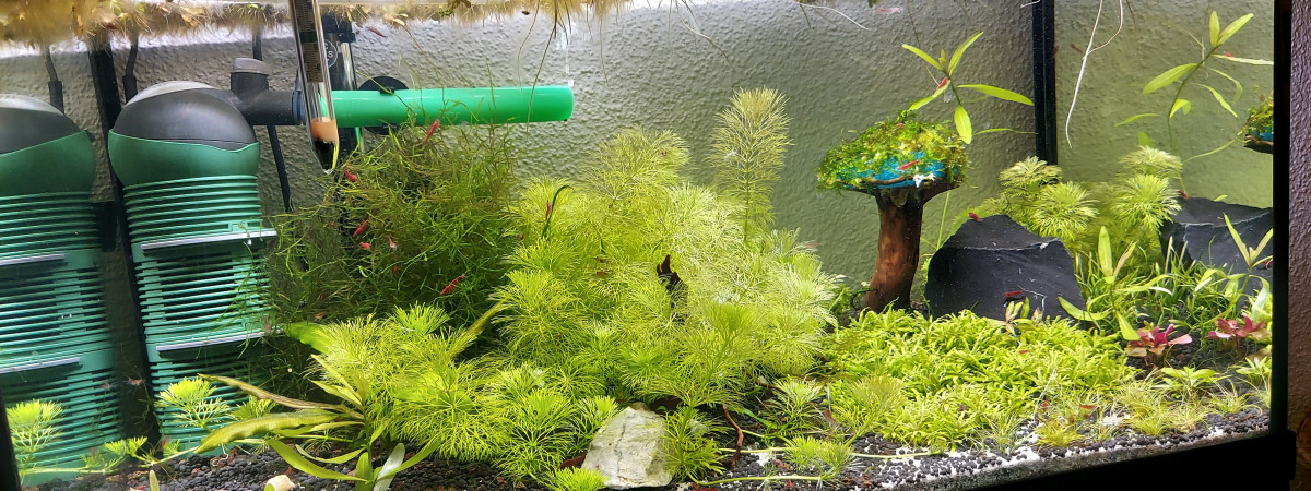 aquarium Crevette