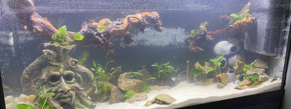 aquarium Le petit dernier pour cichlides du lac tanganyika
