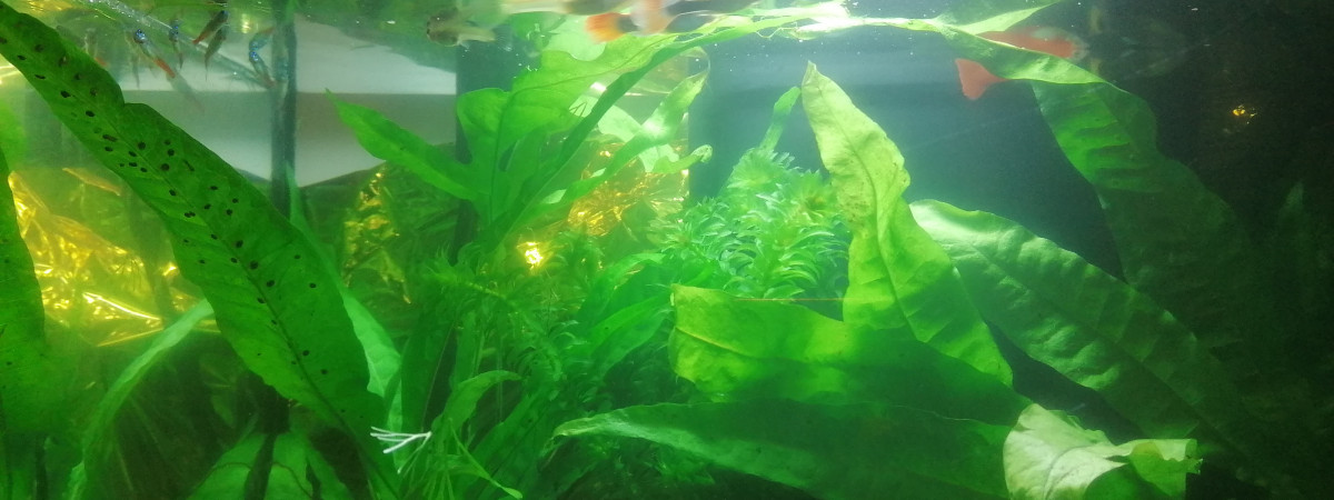 aquarium 1 er aquarium