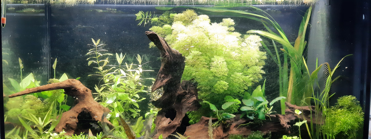 aquarium Aquarium de salon
