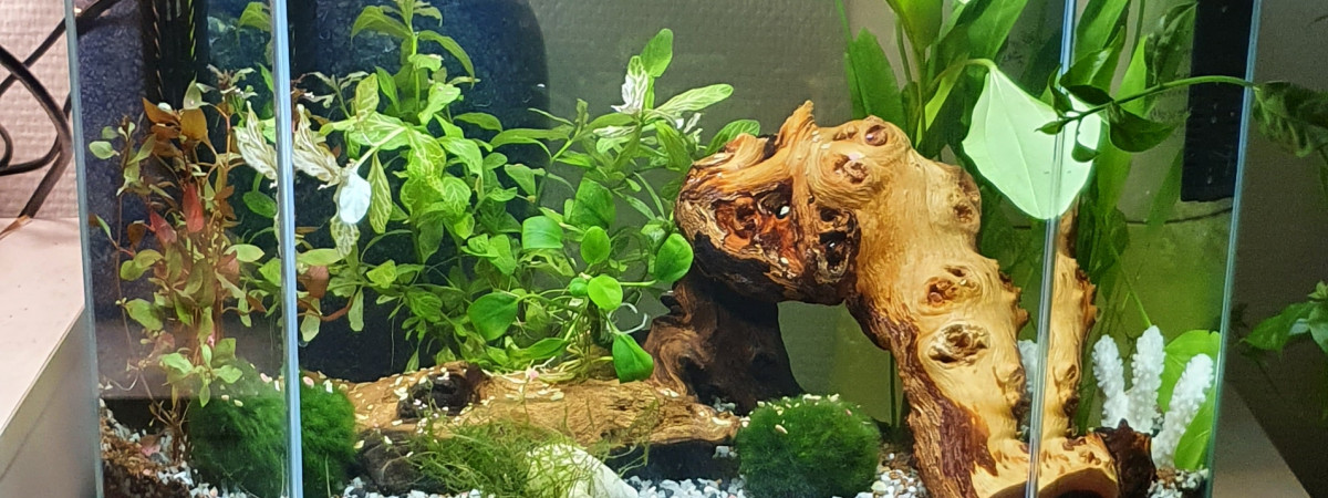 aquarium Bêta paradise
