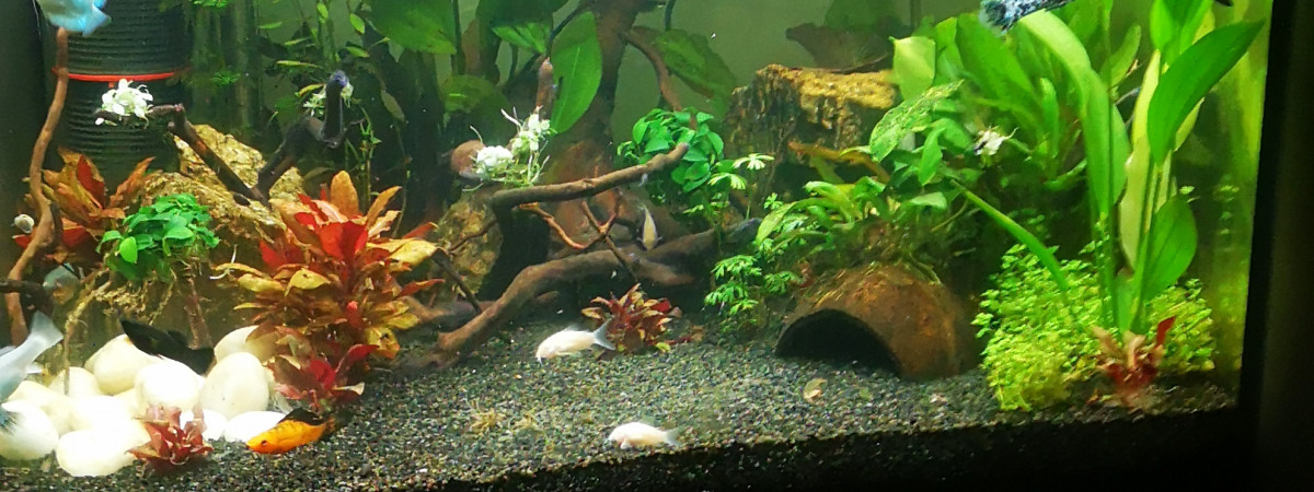 aquarium Linkoln