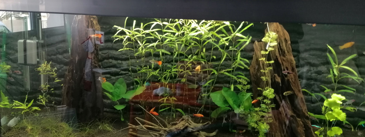 aquarium Mon precieux