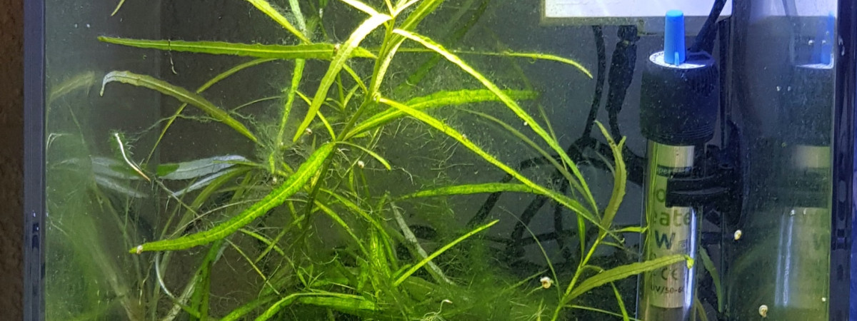 aquarium Cube 13 litres